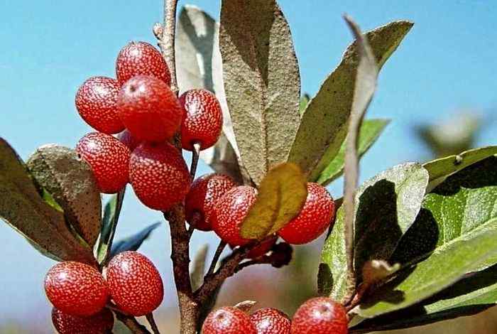 10 Shrubs for Alaska That Thrive in Deep Cold