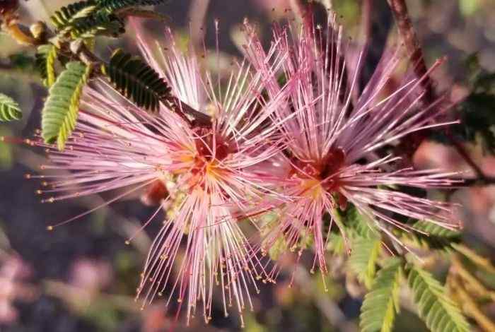 10 Shrubs for Arizona Landscapes That Thrive