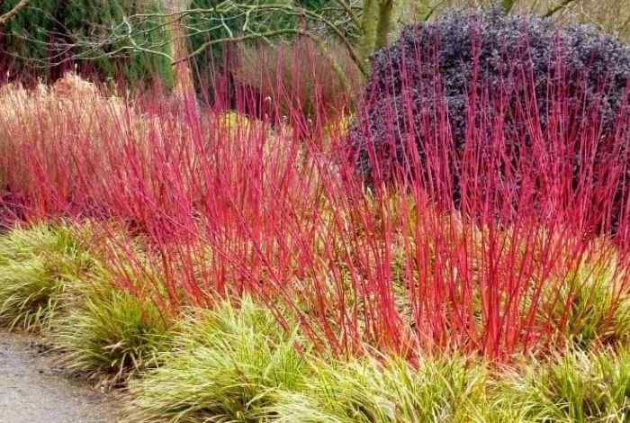 10 Shrubs for Colorado Landscapes to Boost Curb Appeal