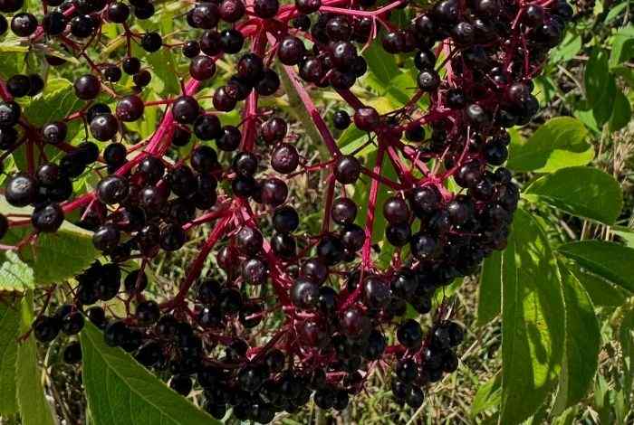 10 Shrubs for Michigan Yards