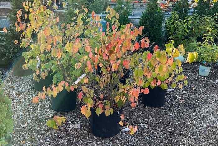 10 Shrubs for Minnesota