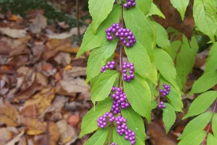 10 Shrubs for Missouri