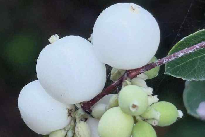 10 Shrubs for Montana Easy Picks for Any Yard