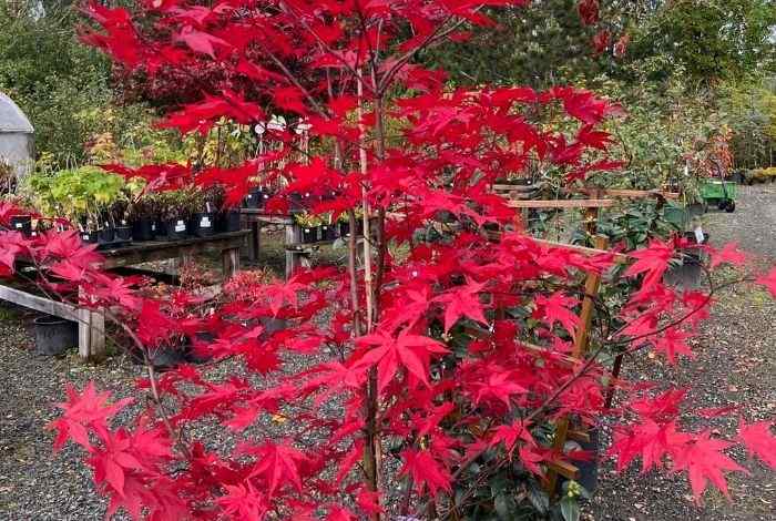 10 Shrubs for New England That Thrive Year-Round