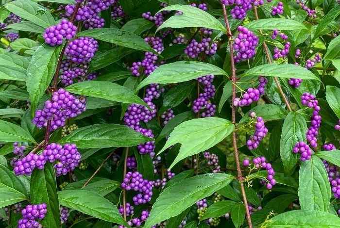 10 Shrubs for North Carolina That Thrive in Humidity