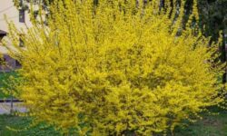 10 Shrubs for Oklahoma Front Yards That Always Work