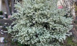 10 Shrubs for South Carolina That Thrive in Heat