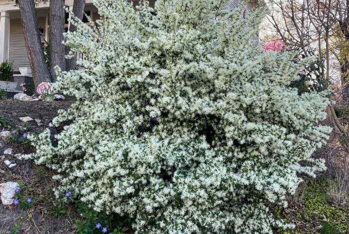 10 Shrubs for South Carolina That Thrive in Heat