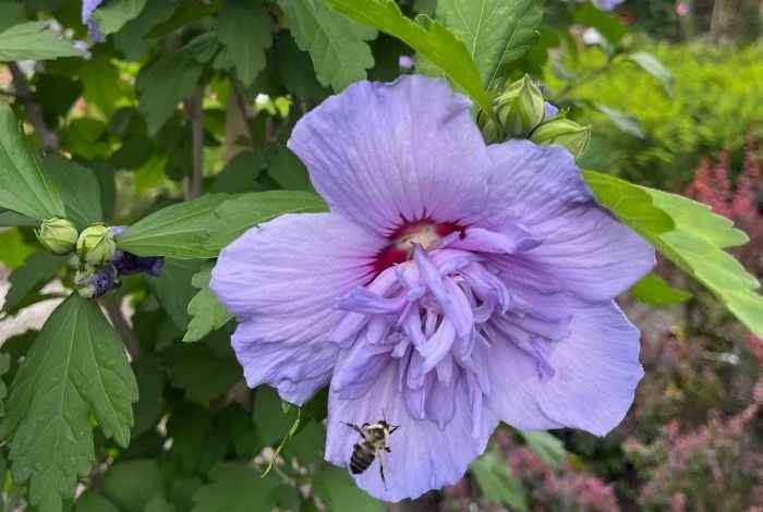 10 Shrubs for Tennessee Gardens (Native + Hardy)