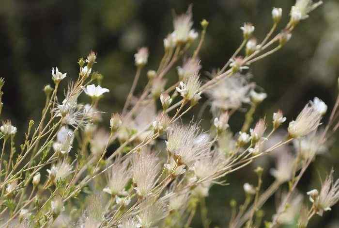 10 Shrubs for Utah That Thrive in Dry Heat