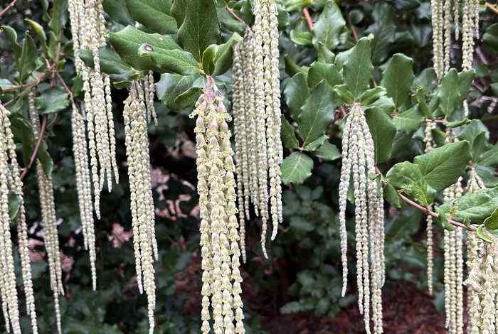 10 Winter Flowering Shrubs That Bloom in the Cold