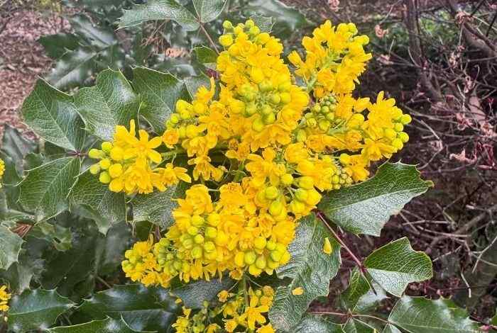 10 Yellow Shrubs That Brighten Any Yard