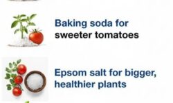 10 top tomato plant hacks