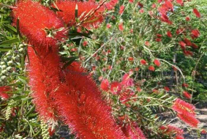 11 Best Shrubs for Louisiana Yards (Easy Picks)