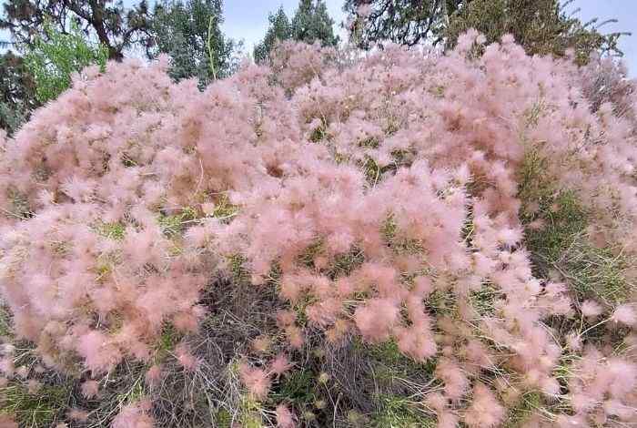 11 Drought Tolerant Shrubs Full Sun Gardens Can Rely On