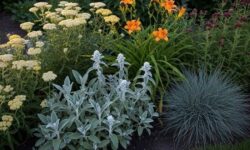 The Best 11 Easy-Care Plants for Garden Borders for Busy Gardeners