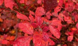 12 Best Shrubs for Middle Atlantic: Easy, Native Picks