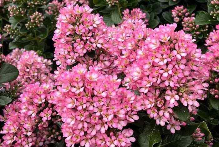 12 Evergreen Shrubs for Full Sun (Zones + Soil Tips)