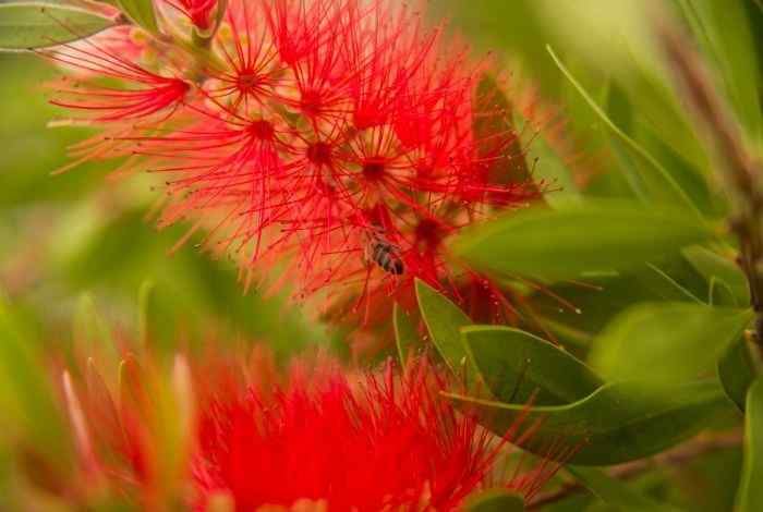 12 Full Sun Shrubs for a Front Yard That Stays Beautiful