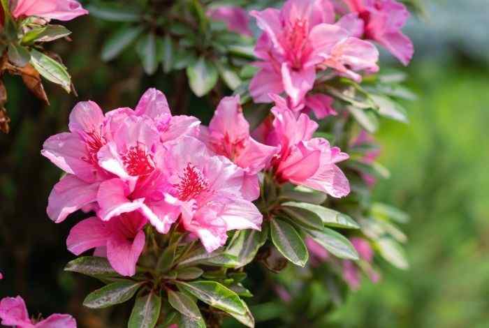 12 Perennial Shrubs for Shade That Bloom and Stay Green