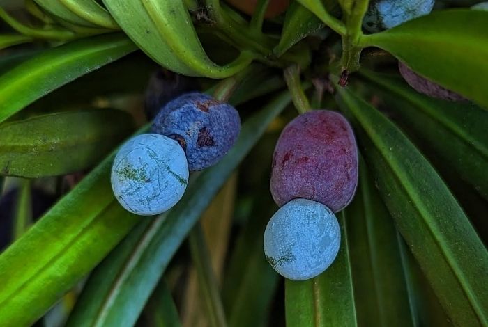 12 Shrubs for Florida That Look Great Year-Round