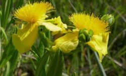 13 Best Shrubs for East North Central (Zones 4–6)