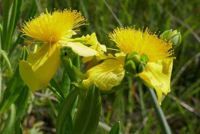 13 Best Shrubs for East North Central (Zones 4–6)