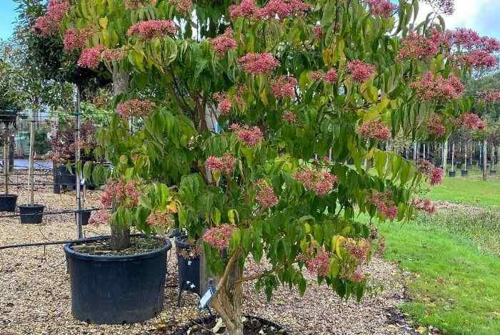 13 Tall Shrubs in Front of House for Instant Privacy