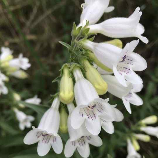 13 White Flowers That Attract Hummingbirds (Zones & Bloom Times)