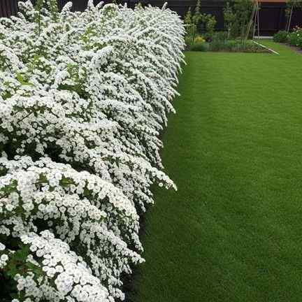 13 White Garden Border Ideas That Look Expensive