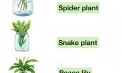 15 Plants That Can Grow in Water (No Soil Needed)