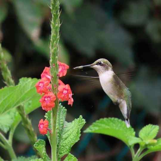21 Plants That Attract Hummingbirds in California Gardens