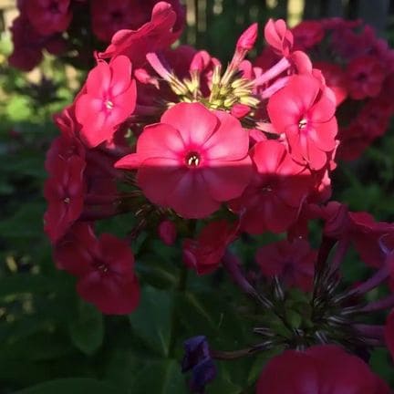 25 Red Flowers That Attract Hummingbirds (Easy Picks)