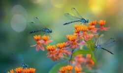 A single dragonfly can eat hundreds of mosquitoes in a day. Keep these 12 plants in your yard to attract dragonflies.