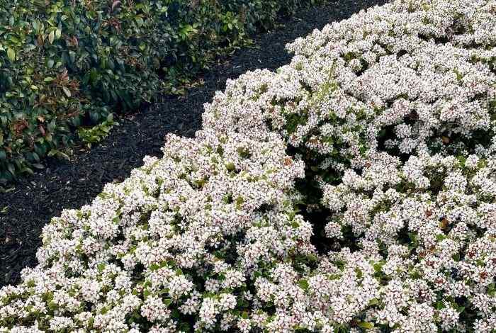 Best 10 Shrubs for Mississippi Yards and Gardens