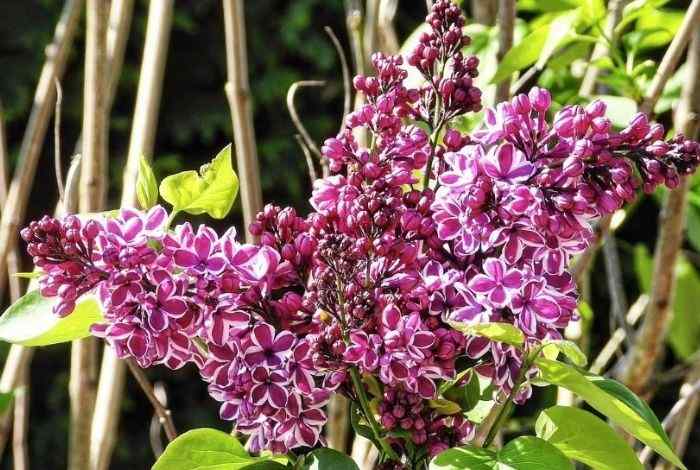 Best 10 Shrubs for New York Yards (Easy Care)