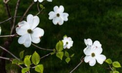 Best 10 Shrubs for North Dakota Yards (Hardy Picks)