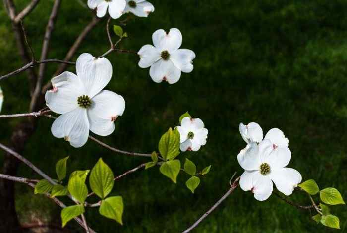 Best 10 Shrubs for North Dakota Yards (Hardy Picks)