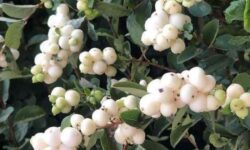 Best 10 Shrubs for Oregon (Easy, Reliable Picks)