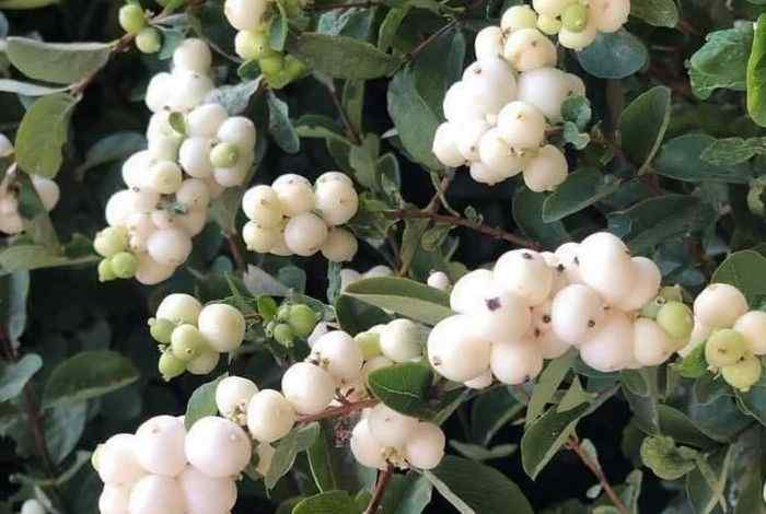 Best 10 Shrubs for Oregon