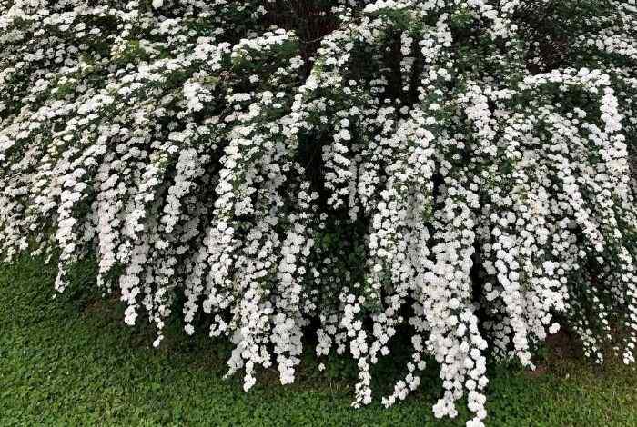 Best Low Maintenance Shrubs for Front Yard