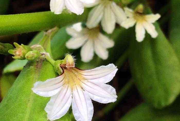 Best Shrubs for Hawaii Yards (Top 10 Picks)