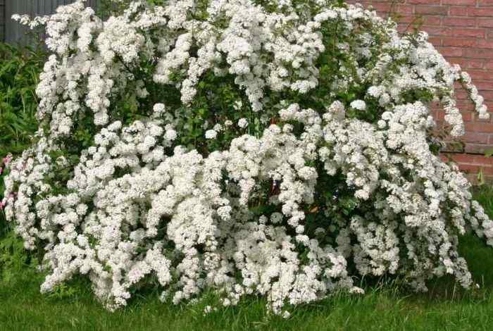 Best Shrubs for Iowa Yards
