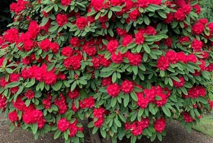 Best Shrubs for Massachusetts