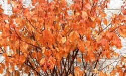 Best Shrubs for Wyoming: 10 Proven Drought Picks