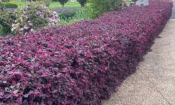 Border Shrubs Full Sun: 10 Easy Blooming Picks