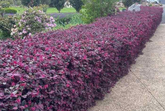 Border Shrubs Full Sun