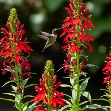 Container Flowers That Attract Hummingbirds (Top 10)