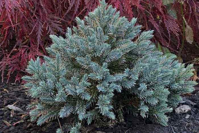 Deer Resistant Evergreen Shrubs Zone 5