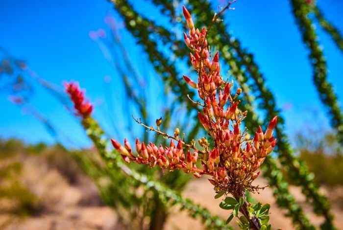 Desert Shrubs for Landscaping